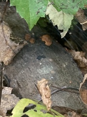 Hypoxylon fragiforme