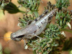 Melanoplus scudderi