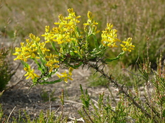 Genista germanica