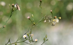 Symphyotrichum subulatum