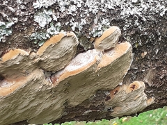 Phellinus pomaceus