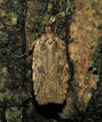 Agonopterix pulvipennella