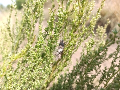 Artemisia scoparia