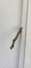 Biston betularia