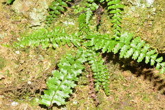 Monachosorum maximowiczii