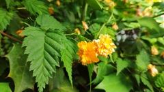 Kerria japonica