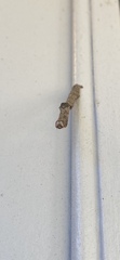 Biston betularia