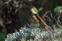 Emberiza pusilla