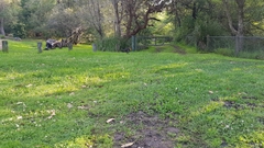 Alectura lathami lathami