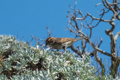 Emberiza pusilla