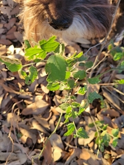 Celtis reticulata