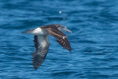 Calonectris leucomelas