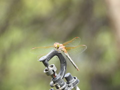 Sympetrum striolatum imitoides