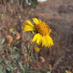 Verbesina encelioides