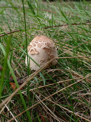 Macrolepiota procera