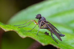 Tabanomorpha