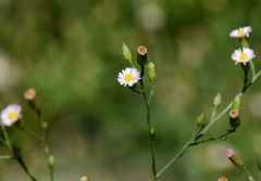 Symphyotrichum subulatum