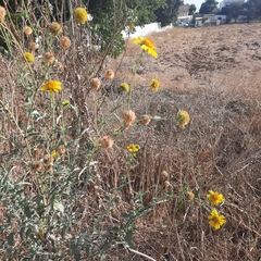 Verbesina encelioides