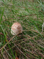 Macrolepiota procera