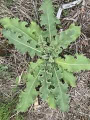Verbascum sinuatum