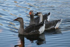 Anser anser domesticus × anser cygnoides domesticus