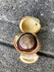 Aesculus flava