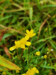 Ranunculus flammula
