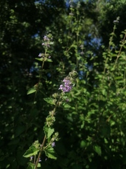 Mesosphaerum suaveolens