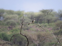 Eurocephalus ruppelli