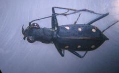 Cicindelinae