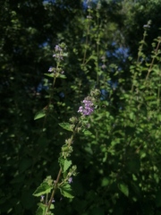 Mesosphaerum suaveolens