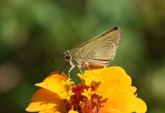 Pelopidas mathias