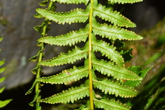 Monachosorum maximowiczii