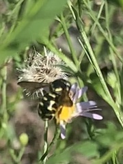 Dianthidium