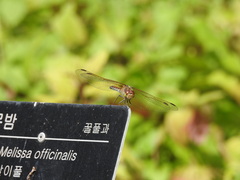 Sympetrum striolatum imitoides