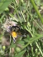 Dianthidium