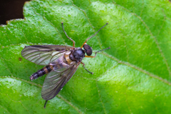 Tabanomorpha