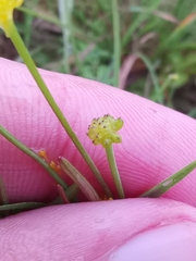 Ranunculus flammula