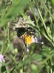Dianthidium
