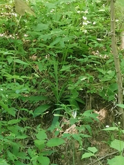 Manfreda littoralis
