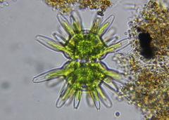 Staurastrum wolleanum