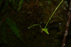 Monachosorum maximowiczii