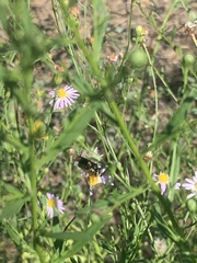 Dianthidium