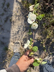 Ipomoea pandurata