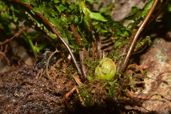 Monachosorum maximowiczii