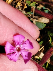 Saponaria sicula