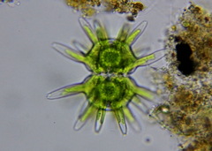 Staurastrum wolleanum