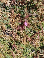 Saponaria sicula