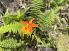 Epidendrum radicans