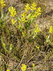 Genista germanica